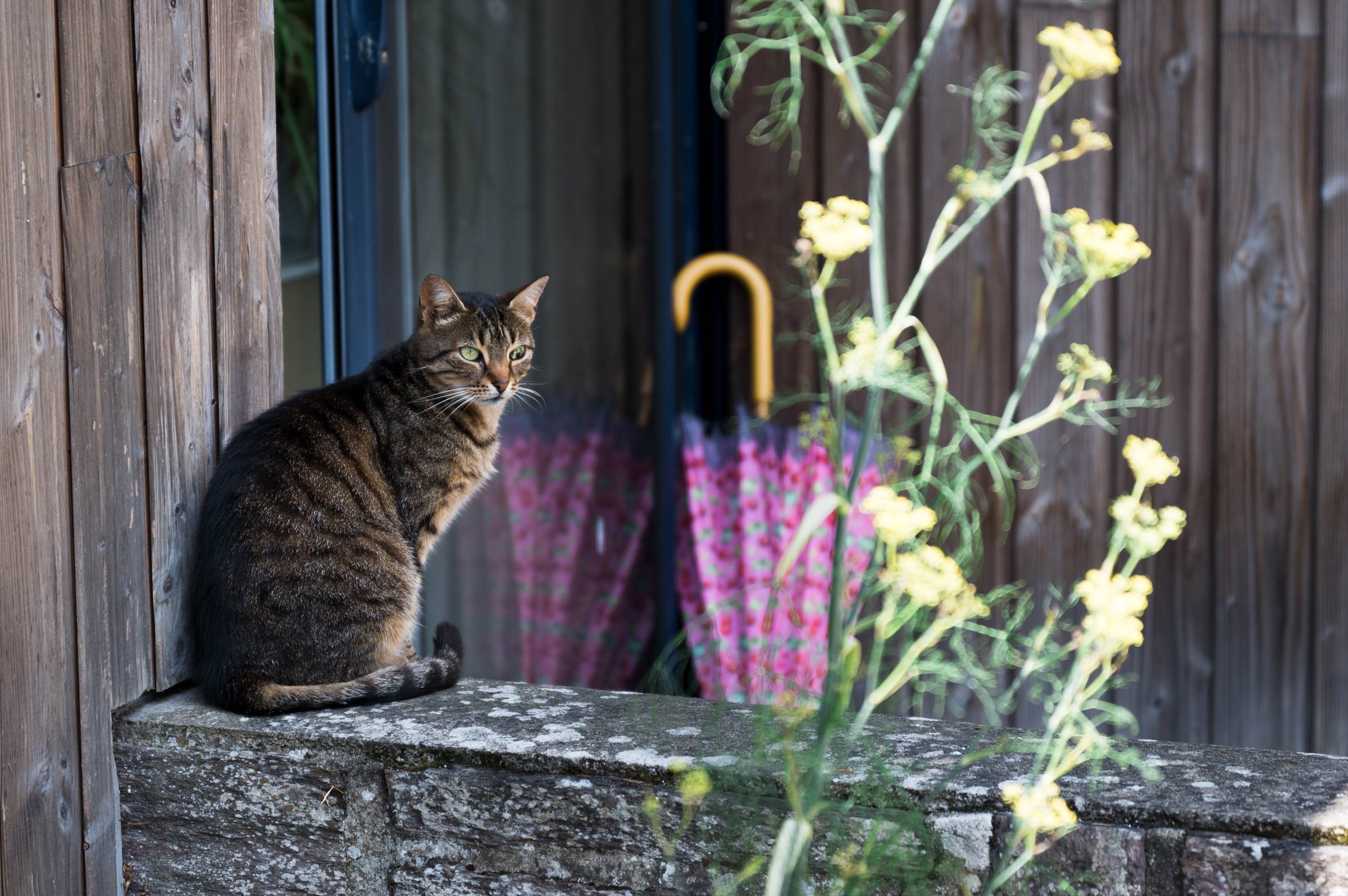 Feline in cultivated space