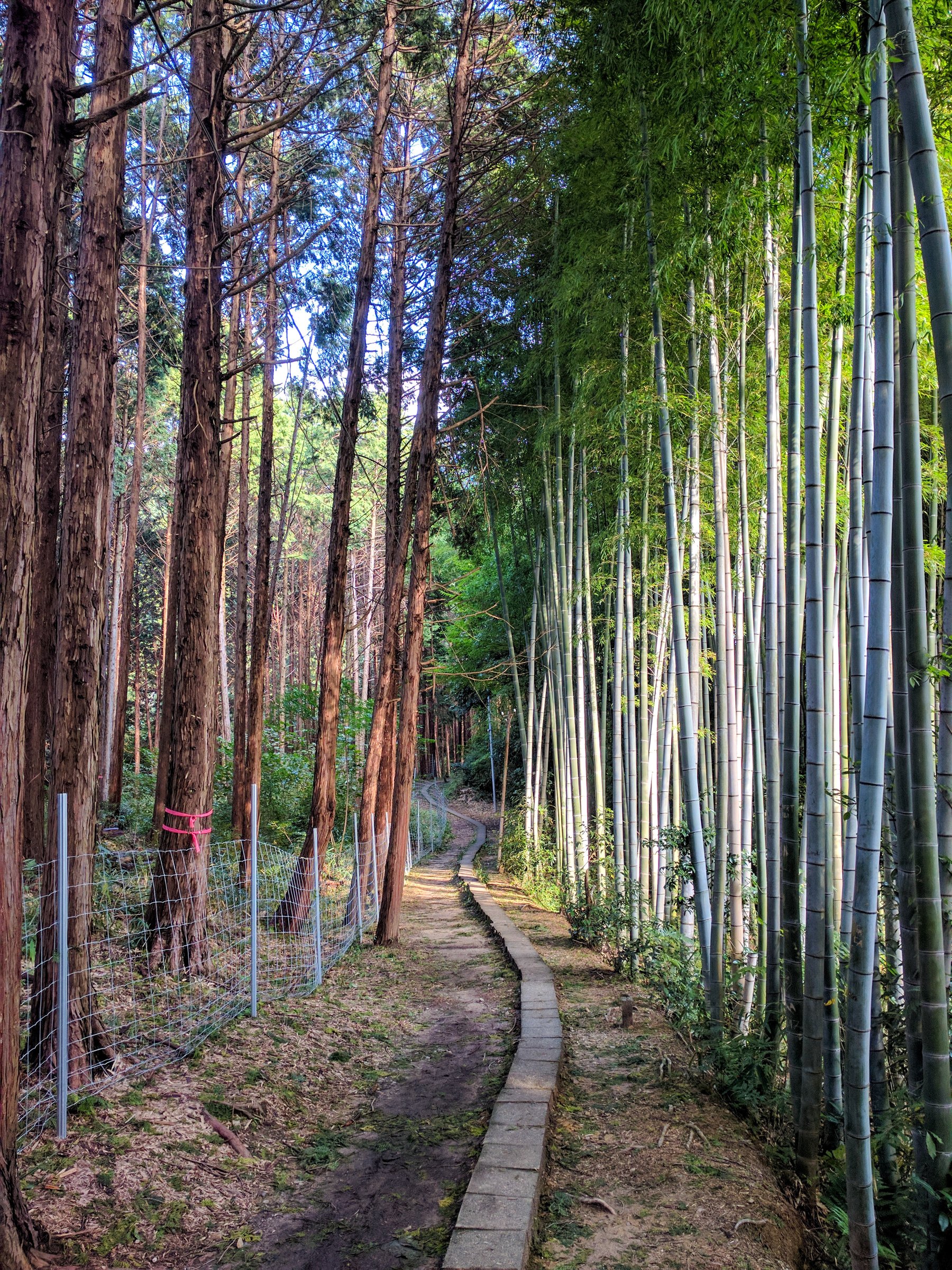 In the forest of sacred foxes