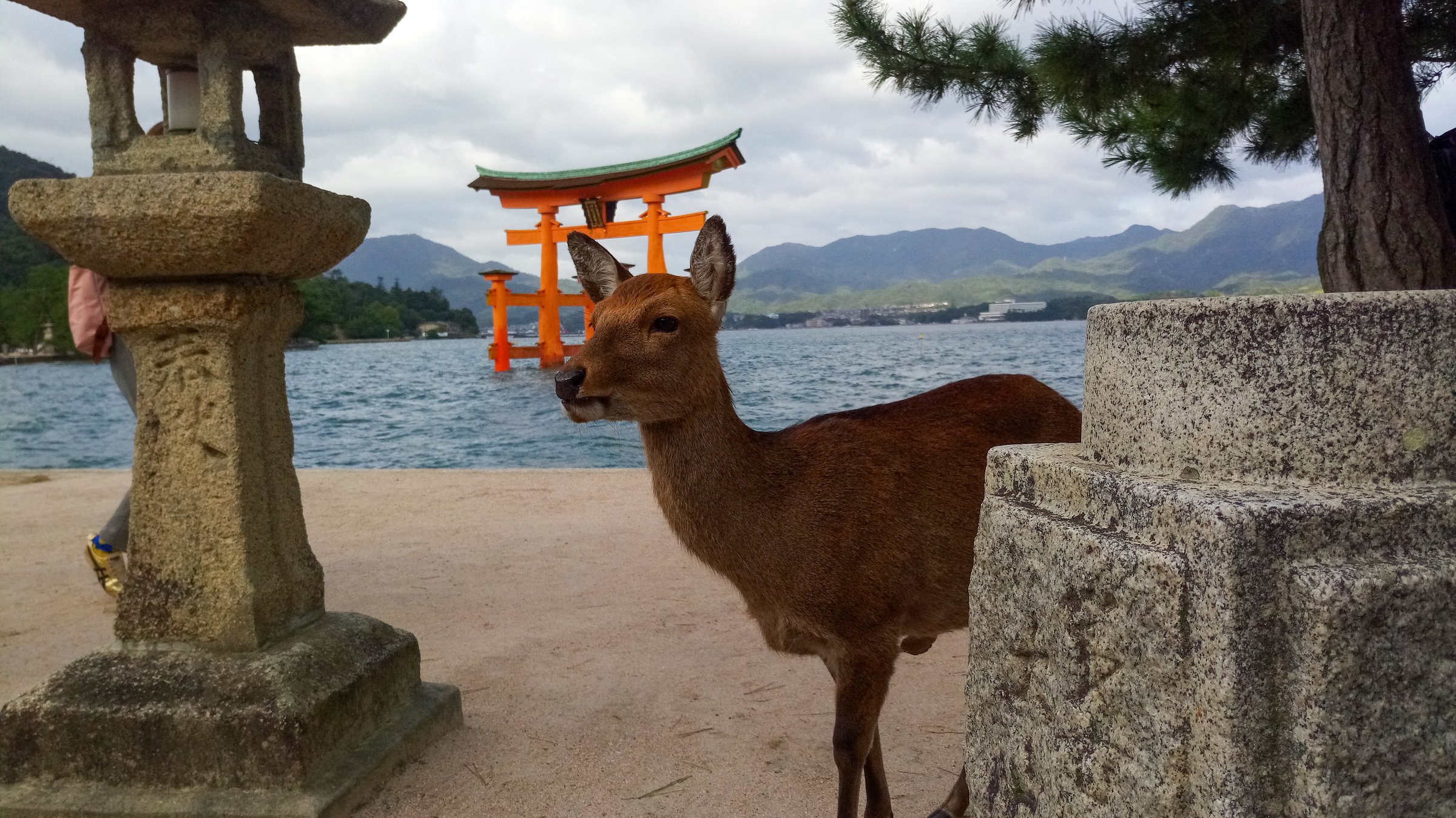 Sacred deer and sacred gate