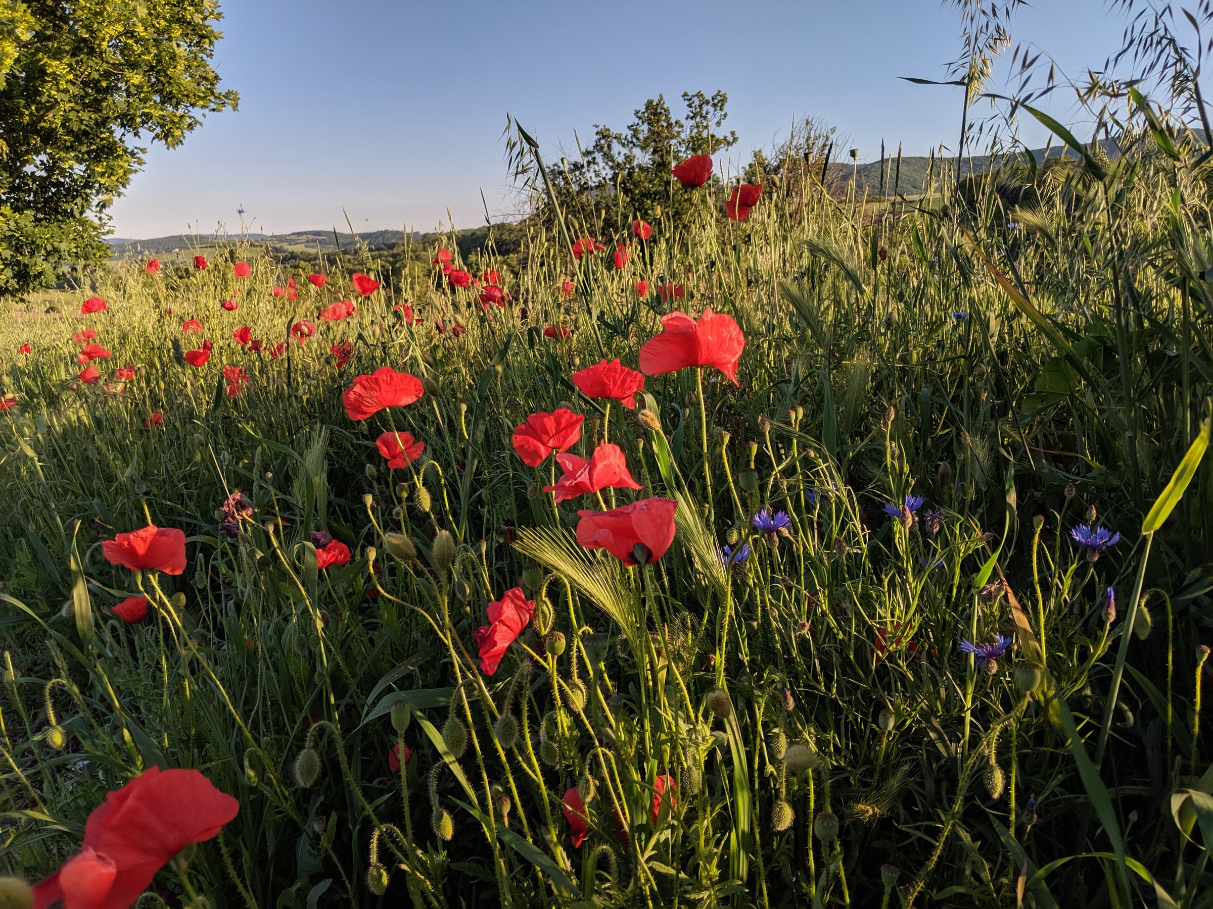 Wildflower meadow in spring